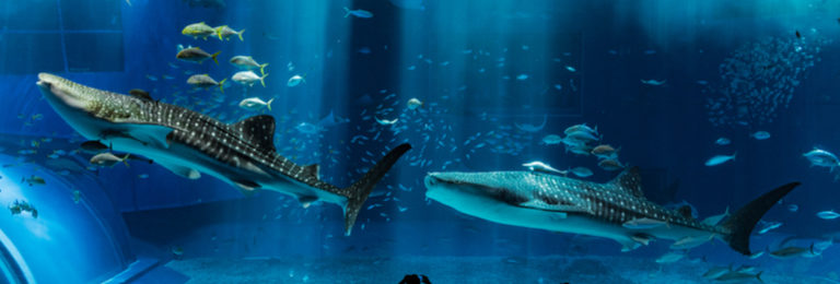 沖縄の水族館